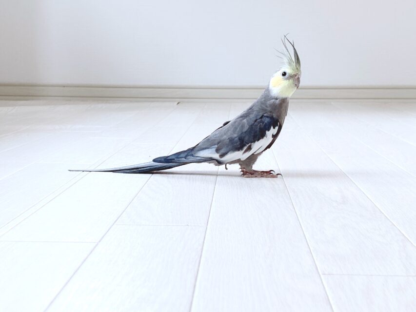 オカメインコにおすすめのケージ - Birdy Coco ブログ